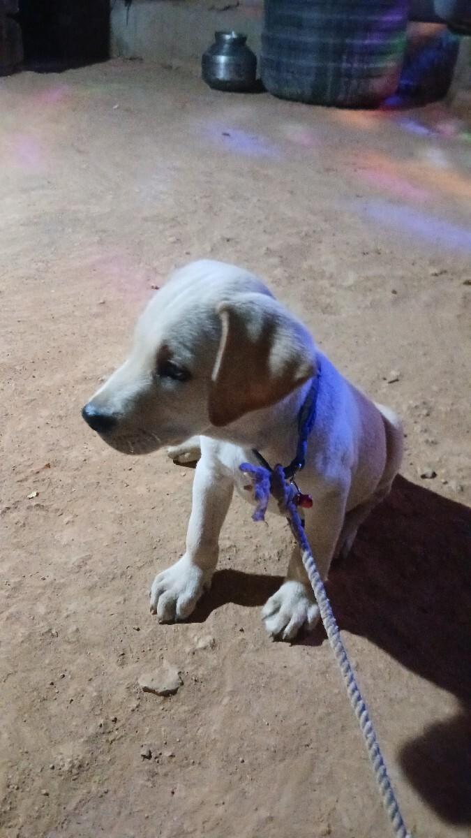 lebradog male 68 days