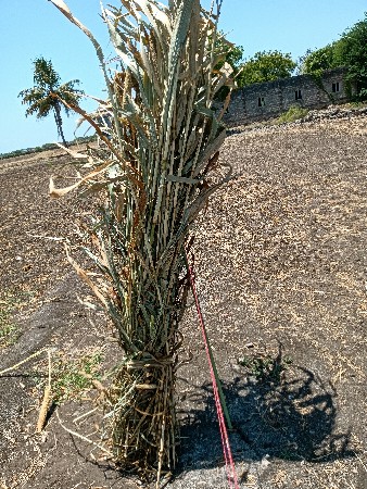 બાજરા ની કડપ વેચવાની છે 10 રૂપિયા