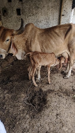 ગાય વેચવાની છે