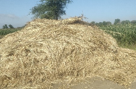 જુવાર ની નીરણ