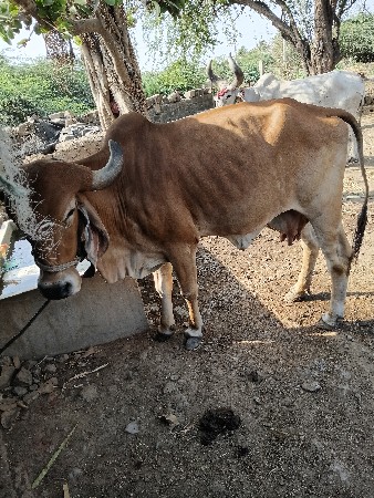 ગાય વેચવાની છે.