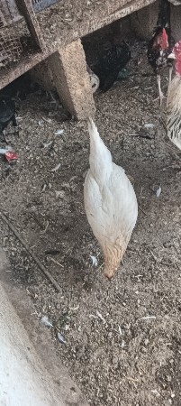 દેશી મુરઘી વેચવાની છે બે