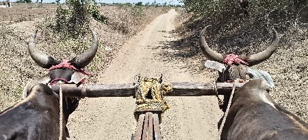 ગોધલા વેચવાના છે