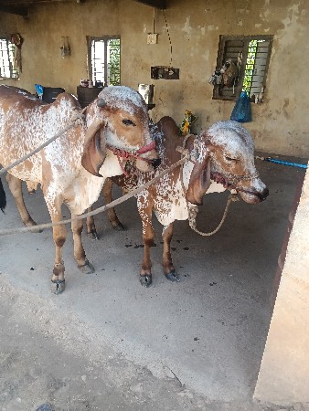 વાછડા