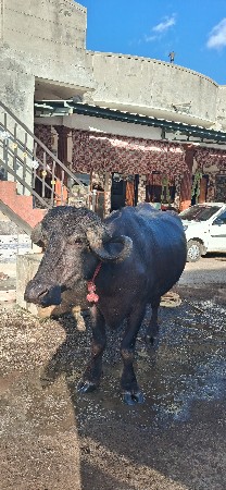 પેલુ વેતર
