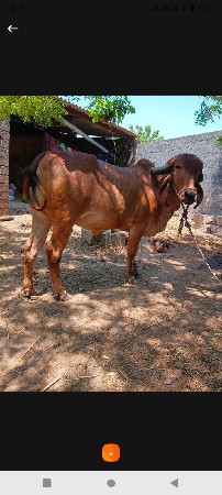 ગાય વેચવાની છે