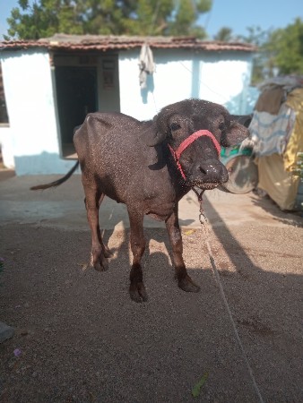 પાડી વેચવાની છે બે વર્ષની છે