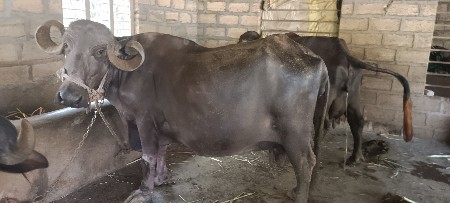 ભેંસ વેચવાની છે