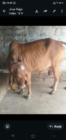 gir gay vetar 2