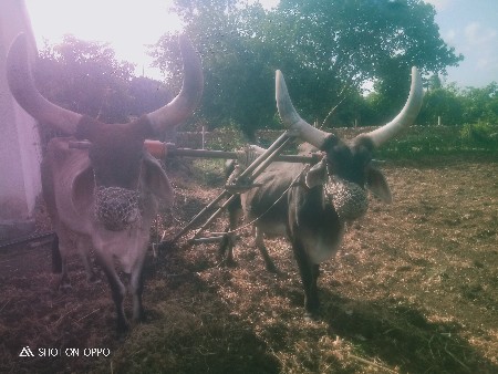 3 જી ધ ર થા શે 9316643662