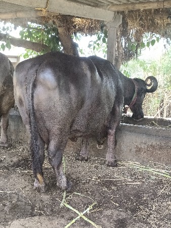 3 veter