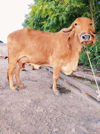 ગાય વેચવાની