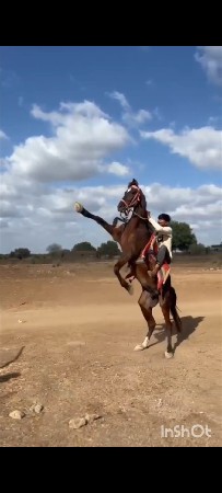 આ ઘોડો વેચવાનો છે