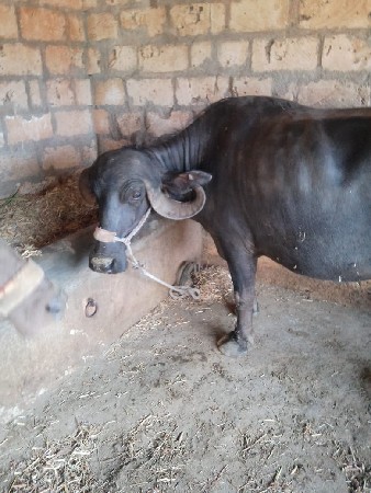 ભેશવેશવાનિછેદશબારદીકાશિછેબિજુ