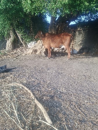 હોડકીવેશવાનીછે