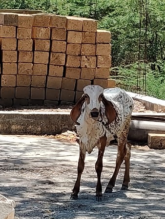 ગીર વાછરડી વેચવાની છે