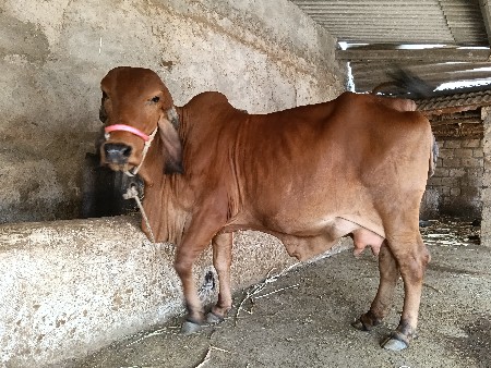 ગાય વેચવાની છે