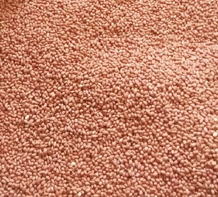 માંડવી બિયારણ