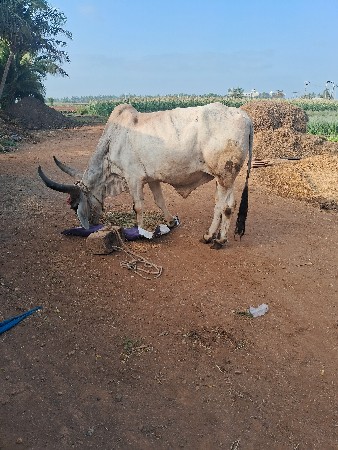 બળદ વેચવાનો છે