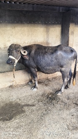 પેલા વેતર..ખળલીવેચવાનીછે