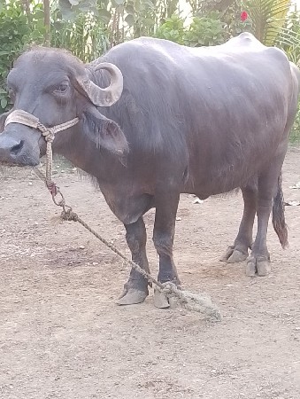 ભેંસ