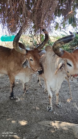વેચવાના છે