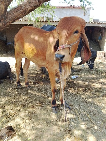 diveysh kana varavariya