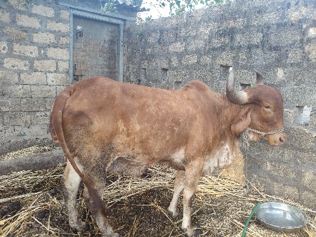 કપિલા ગાય