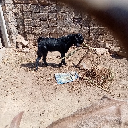 bakaro