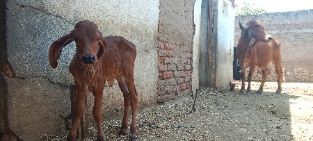 1 વેતર