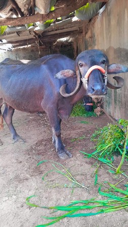 ખડેલી વેસવા ની સે