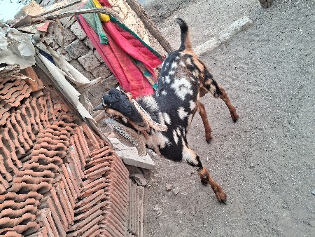 વેચવાનો છે બોકડો