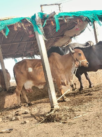 ગાય વેચવાની છે