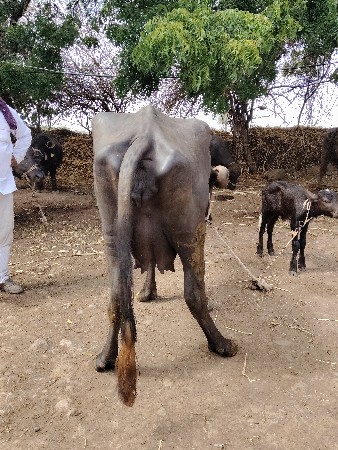 ખડેલી વેચવાની છે