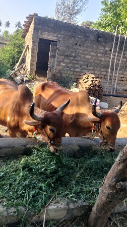 બળદ વેચવાના છે