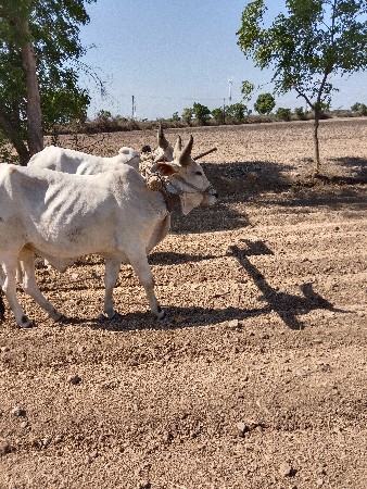 બળદ વેચવાનાહૈ