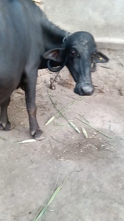 વેશવાની બીજુ વેતર
