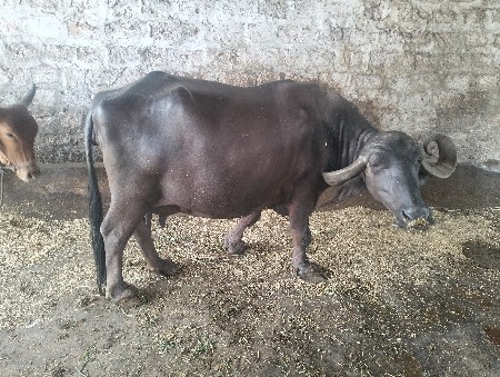 vechavani 6