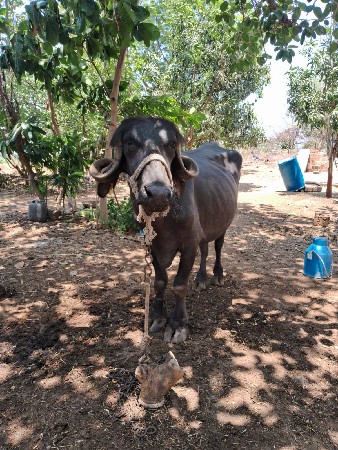 ખડાય વેચવાની સે