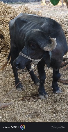 વેચવાની છે