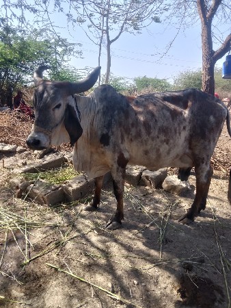 ગાય ત્રણ  આચાર