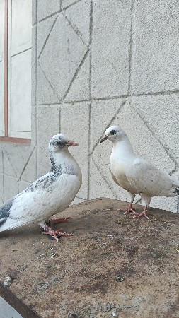 kabutar