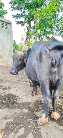 4 વેતર ની છે