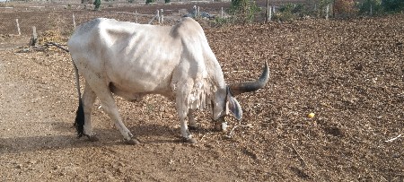 બળદ વેચવાનો છે
એક