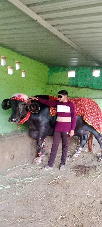 ભેસ વેસવા ની સે