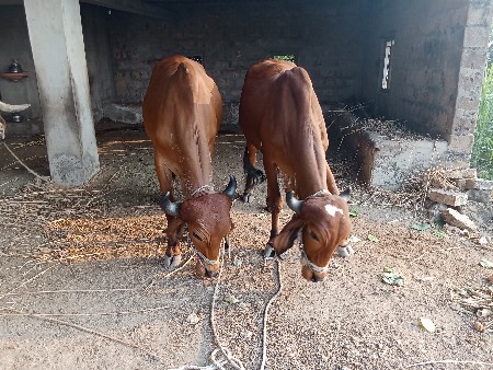 બીજી ધર બરધ વેચવા ના છે