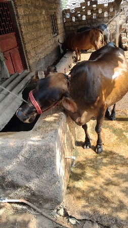 એસ એફ ગાય સાવ સોજી છે