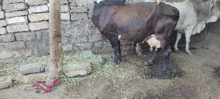 જર્સી ગાય વેચવાની છે