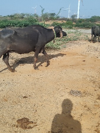 એકદમ  ચોખી બીજા વેતર ની છે