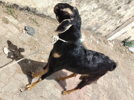 બકરો